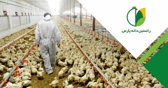 جوجه ها هورمون رشد دریافت نمی کنند، پس چرا این همه سردرگمی ؟