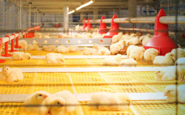 مرغداری های هوشمند