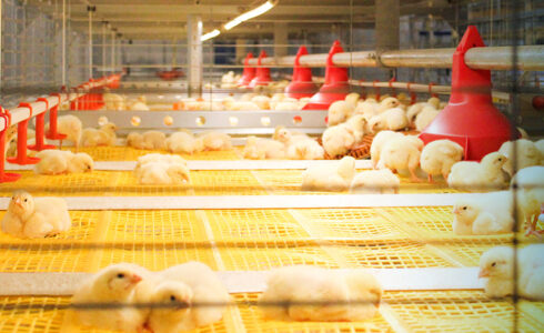 مرغداری های هوشمند