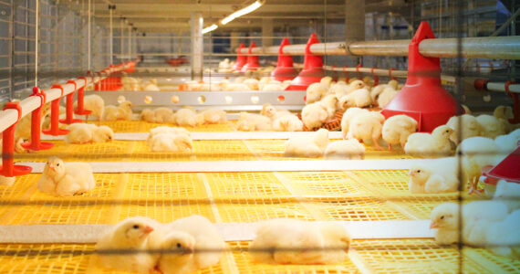 مرغداری های هوشمند