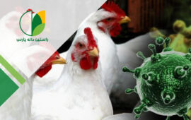 سندرم هیدروپریکارد-هپاتیت، بیماری آنگارا