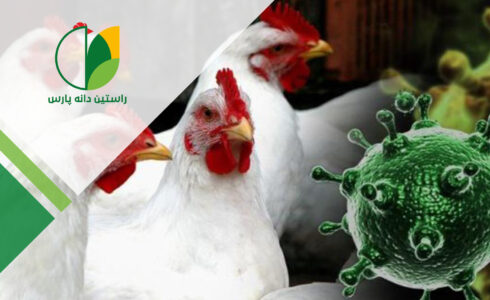 سندرم هیدروپریکارد-هپاتیت، بیماری آنگارا