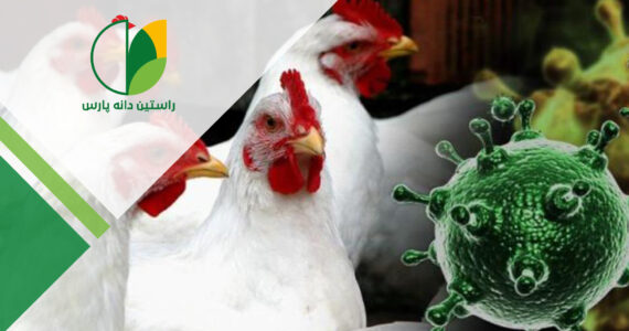 سندرم هیدروپریکارد-هپاتیت، بیماری آنگارا