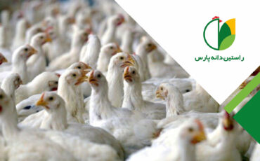 کانیبالیسم