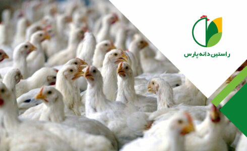 کانیبالیسم