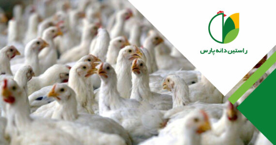 کانیبالیسم