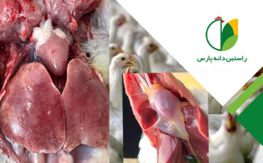 آدنوویروس ها ( بیماری IBH  –  HHS – آنگارا )