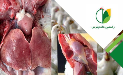 آدنوویروس ها ( بیماری IBH  –  HHS – آنگارا )