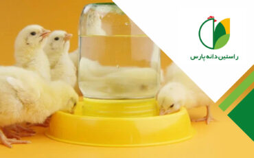 کیفیت آب در پرورش طیور