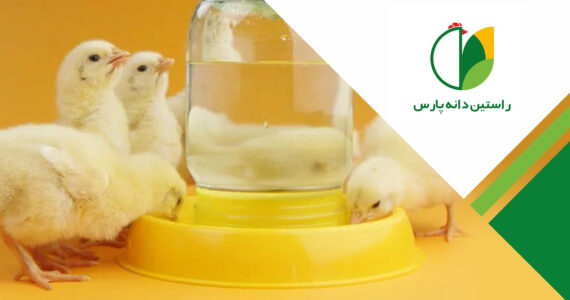 کیفیت آب در پرورش طیور