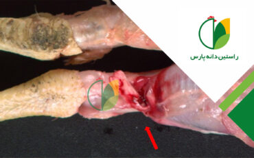 آرتریت ویروسی (رئوویروس)