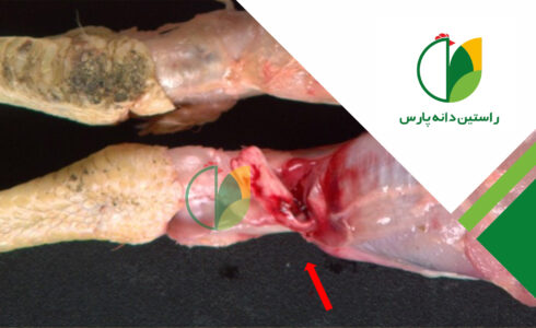 آرتریت ویروسی (رئوویروس)