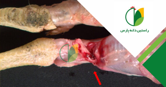 آرتریت ویروسی (رئوویروس)