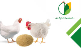 مشکلات اسکلتی در طیور گوشتی